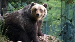 Salvaguardia dell'orso marsicano: sindaci contrari all'area contigua di caccia