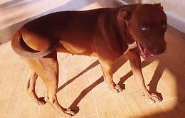 Muore il pitbull. Parte la querela al veterinario. Chiesta l'autopsia