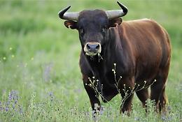 Incornato da un toro. Ferito al torace, agricoltore elitrasportato a Roma