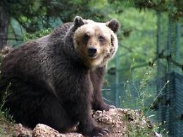 Valcomino: undici nuovi cuccioli nati nel Parco nazionale