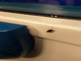 Scarafaggi in treno tra i pendolari: la denuncia dei viaggiatori indignati