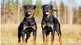 Donna aggredita e ferita da due rottweiler: salvata dai vicini