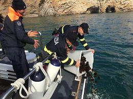 Maxi carico di ricci di mare e maxi multa: animali sequestrati e liberati
