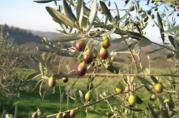 Olivicoltori ciociari in piazza al fianco dei "gilet arancioni" pugliesi
