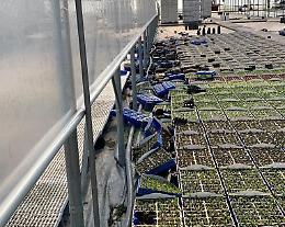 Vivaio devastato dal forte vento: azienda in ginocchio