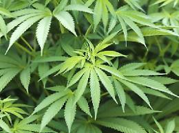Marijuana in essiccazione tra i prosciutti. Le piante non passano inosservate