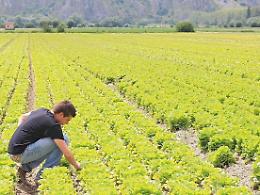 Pontecorvo, boom di giovani agricoltori: nascono 40 nuove aziende