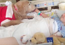 Pet therapy, ci siamo. Magliocchetti è soddisfatto: battaglia di civiltà