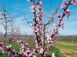 Campagne già in fiore: a marzo caldo anomalo e siccità. Agricoltura a rischio