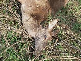 Auto centra un cervo in strada: animale morto e vettura distrutta