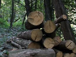 Tagli abusivi nel bosco: arriva la denuncia di Fare Verde