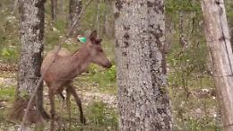 Oasi degli Ernici: donato un cervo di due anni dal Parco dei Simbruini