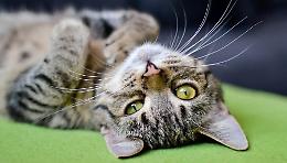 Gatti...che passione: i consigli dell'esperto per accudire gli amati felini