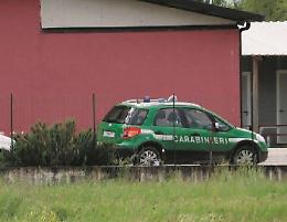 Scoperto un allevamento abusivo: cinghiali sequestrati