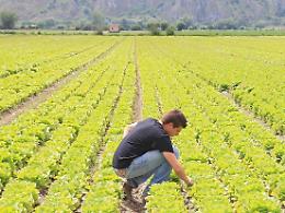 Agricoltura, risorse in arrivo per innovazione e formazione
