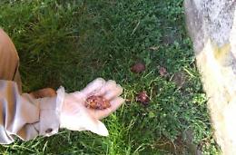 Cane ucciso da un boccone avvelenato: è caccia ai responsabili