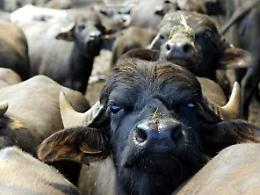 Bufala, tra latte e derivati: il tesoro ciociaro e pontino