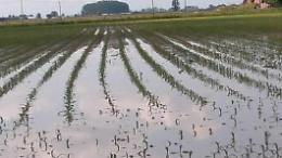 Maltempo, la pioggia raddoppia e manda le campagne ko: l'allarme