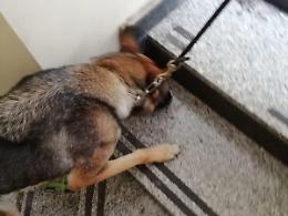 Hashish nell'armadio scovato dal cane: ai domiciliari il 23enne arrestato