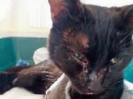 Gatto ridotto in fin di vita a colpi di fucile: la denuncia della proprietaria