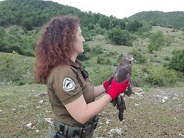 Parco Monti Simbruini: liberati una civetta e un falco che erano rimasti feriti