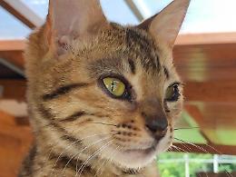 La storia: è ciociaro il primo "gatto antiesplosivo" al mondo