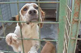 Lotta al randagismo e tutela degli animali, ecco il nuovo accordo