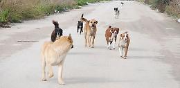 Lotta ai cani di proprietà in giro per il paese: gli obblighi dei padroni