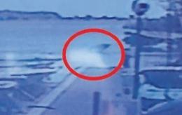 Spunta una pinna dal fiume Garigliano: «Forse uno squalo»
