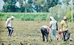 Una legge contro il caporalato: dignità e diritti in agricoltura