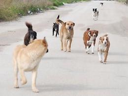 Decine di cani spariti in poche settimane: padroni disperati