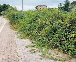 Sora, città come una giungla: vegetazione fuori controllo e cittadini indignati