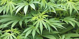 Va nel suo terreno e trova una piantagione di marijuana: tutto sotto sequestro