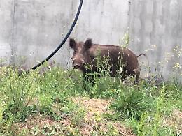 Frosinone, cinghiali a spasso in via America Latina: la segnalazione