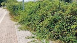 Marciapiedi invasi dalla vegetazione: non si placano le polemiche
