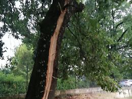 Il maltempo sferza la Ciociaria: paura per un fulmine su un albero