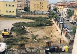 Alberi abbattuti nel cortile della scuola: piovono critiche