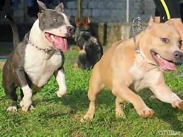 Vanno in vacanza e lasciano 4 pittbull: i vicini non riescono ad uscire di casa