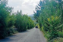 Strada sommersa da rifiuti e vegetazione incolta: tra degrado e pericoli