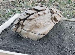 Scavi ad Aquinum: dopo Giulio Cesare spunta dalla terra Ottaviano Augusto