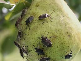 Clima impazzito: con il ritorno del caldo nei campi è allarme cimice asiatica