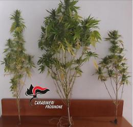 Con una piantagione di marijuana sul suo terreno: 40enne nei guai