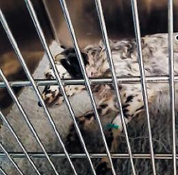 Cani da caccia abbandonati come spazzatura: una taglia sul responsabile