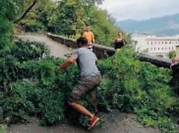 Albero si abbatte sulla strada: turisti bloccati e tanto spavento