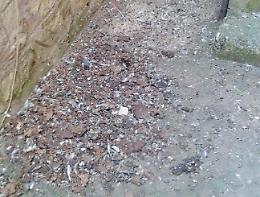 Amaseno, Sindaco dichiara guerra ai piccioni: scatta il divieto di alimentarli