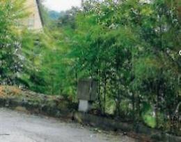 Frosinone, vegetazione incolta: disagi e criticità in via Valle Corina