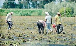 Caporalato, un prodotto alimentare su cinque è irregolare: l'analisi