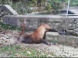 Abbeveratoio 'trappola mortale': cervo annegato. La foto scuote il web