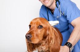 Microchippatura da record, tutto esaurito: trattati 250 cani
