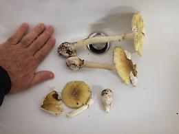Avvelenati dai funghi: trapianto di fegato per la moglie, attesa per il marito